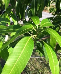 200 FRESH MANGO LEAVES 100% ORGANIC NATURE MEDICINE GROWN IN FLORIDA, USA