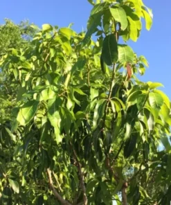 200 FRESH MANGO LEAVES 100% ORGANIC NATURE MEDICINE GROWN IN FLORIDA, USA