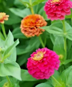 200+ Zinnia Pom Pom Flower Seeds - Pumila Pompon Mix (Cut and Come Again)