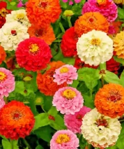 200+ Zinnia Pom Pom Flower Seeds - Pumila Pompon Mix (Cut and Come Again)