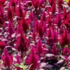 2,000+ Amaranth Red Garnet Seeds, Non-GMO Heirloom BULK Microgreens or Planting