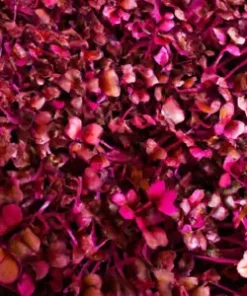 2,000+ Amaranth Red Garnet Seeds, Non-GMO Heirloom BULK Microgreens or Planting