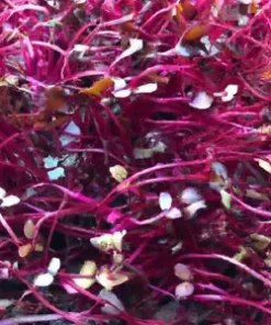 2,000+ Amaranth Red Garnet Seeds, Non-GMO Heirloom BULK Microgreens or Planting