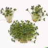 2000+ BULK BROCCOLI SEED | Microgreen Vegetable Seeds for Sprouting or Planting