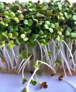 2000+ BULK BROCCOLI SEED | Microgreen Vegetable Seeds for Sprouting or Planting