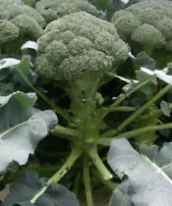 2000+ BULK BROCCOLI SEED | Microgreen Vegetable Seeds for Sprouting or Planting