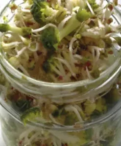 2000+ BULK BROCCOLI SEED | Microgreen Vegetable Seeds for Sprouting or Planting