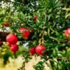 25 POMEGRANATE SEEDS (Punica granatum) | Sweet Tropical EDIBLE FRUIT Shrub, Tree