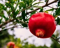 25 POMEGRANATE SEEDS (Punica granatum) | Sweet Tropical EDIBLE FRUIT Shrub, Tree