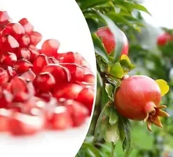25 POMEGRANATE SEEDS (Punica granatum) | Sweet Tropical EDIBLE FRUIT Shrub, Tree