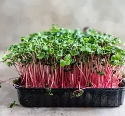 2,500 Red Arrow Radish Seeds, BULK | Sprout, Micro-greens, Garden,