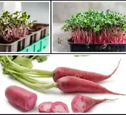 2,500 Red Arrow Radish Seeds, BULK | Sprout, Micro-greens, Garden,