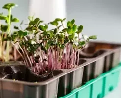 2,500 Red Arrow Radish Seeds, BULK | Sprout, Micro-greens, Garden,