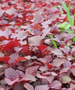 2500+ Red Garnet Amaranth Seeds - Organic Red Spinach for Gardening & Microgreens