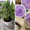 3 Plants In A Cup - Okinawa Purple Sweet Potato Plants