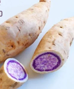 3 Plants In A Cup - Okinawa Purple Sweet Potato Plants