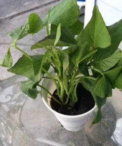 3 Plants In A Cup - Okinawa Purple Sweet Potato Plants