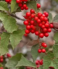 30 American Holly Bush, Shrub, Tree Seeds (Ilex opaca) - GR8 Hedge!