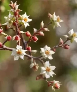 30 American Holly Bush, Shrub, Tree Seeds (Ilex opaca) - GR8 Hedge!