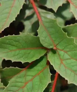 30 American Holly Bush, Shrub, Tree Seeds (Ilex opaca) - GR8 Hedge!