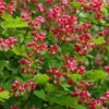 30 Black Currant Berry Seeds (Ribes divaricatum) Sweet Gooseberry, Fruit Bush