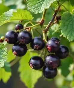 30 Black Currant Berry Seeds (Ribes divaricatum) Sweet Gooseberry, Fruit Bush