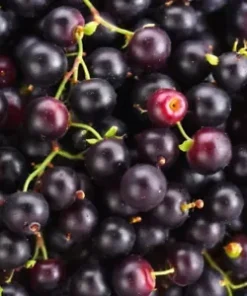 30 Black Currant Berry Seeds (Ribes divaricatum) Sweet Gooseberry, Fruit Bush