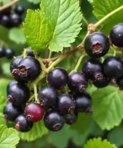 30 Black Currant Berry Seeds (Ribes divaricatum) Sweet Gooseberry, Fruit Bush