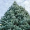 30 California White Fir (Abies Concolor) Pine - Christmas Tree Seeds,
