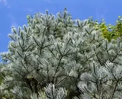 30 California White Fir (Abies Concolor) Pine - Christmas Tree Seeds,