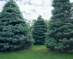 30 California White Fir (Abies Concolor) Pine - Christmas Tree Seeds,