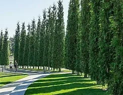 30+ GREEN GIANT THUJA SEEDS (Thuja plicata) Arborvitae Cedar Tree,