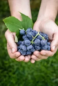 30 Grape-vine Seeds, Grape Seeds for Planting, Wine Grape Fruit, Vitis vinifera