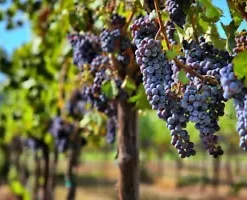30 Grape-vine Seeds, Grape Seeds for Planting, Wine Grape Fruit, Vitis vinifera