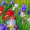 30+ Iris Flower Seeds (Iris siberica) Colorful Mix: Purple, White, Red and Blue