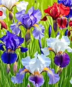 30+ Iris Flower Seeds (Iris siberica) Colorful Mix: Purple, White, Red and Blue