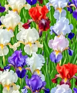 30+ Iris Flower Seeds (Iris siberica) Colorful Mix: Purple, White, Red and Blue