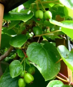 30 Issai Kiwi Berry Seeds | Artic Grape, Kiwiberry: Fast Grow Edible Fruit Vine