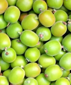 30 Issai Kiwi Berry Seeds | Artic Grape, Kiwiberry: Fast Grow Edible Fruit Vine