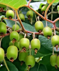 30 Issai Kiwi Berry Seeds | Artic Grape, Kiwiberry: Fast Grow Edible Fruit Vine