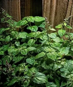 30+ PATCHOULI SEEDS (Pogostemon cablin) Herb Plant, Fragrance Oil Source