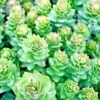 30+ Roseroot Sedum (Rhodiola Rosea) Seeds | Perennial Stonecrop, Medicinal Herb