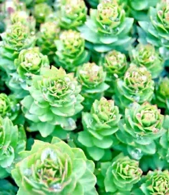 30+ Roseroot Sedum (Rhodiola Rosea) Seeds | Perennial Stonecrop, Medicinal Herb