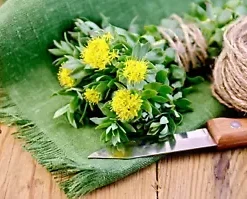 30+ Roseroot Sedum (Rhodiola Rosea) Seeds | Perennial Stonecrop, Medicinal Herb