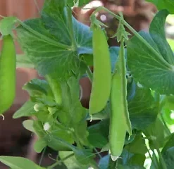 30+ Snow Pea Seeds | Chinese Stir Fry Snap Peas Dwarf Sugar Grey Asian Vegetable