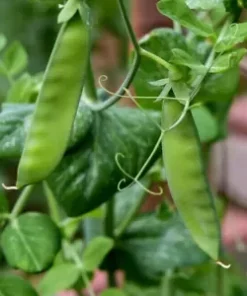30+ Snow Pea Seeds | Chinese Stir Fry Snap Peas Dwarf Sugar Grey Asian Vegetable