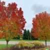 30+ Sugar Maple Tree Seeds (Acer saccarum) Fall Color, Edible Maple Syrup Source