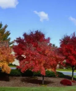 30+ Sugar Maple Tree Seeds (Acer saccarum) Fall Color, Edible Maple Syrup Source