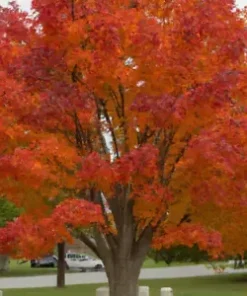 30+ Sugar Maple Tree Seeds (Acer saccarum) Fall Color, Edible Maple Syrup Source