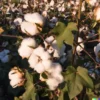 30 WHITE COTTON SEEDS *BURANDA* Non-GMO, 100% Quality, High-Density!